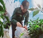 Дадим перцу: астраханские аграрии планируют собрать богатый урожай