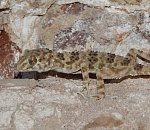 Записки астраханского натуралиста. В центре Астрахани поселились редкие каспийские гекконы