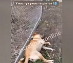 Астраханец изнасиловал собаку и выкинул из окна