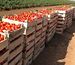 В Астраханской области третий год подряд сохранится общая площадь земель под сельхозкультуры