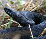 В Астрахани змея заползла в дом, испугав молодую мать с грудничком