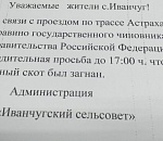 Астраханцев попросили убрать скот с маршрута проезда важного чиновника из Москвы 