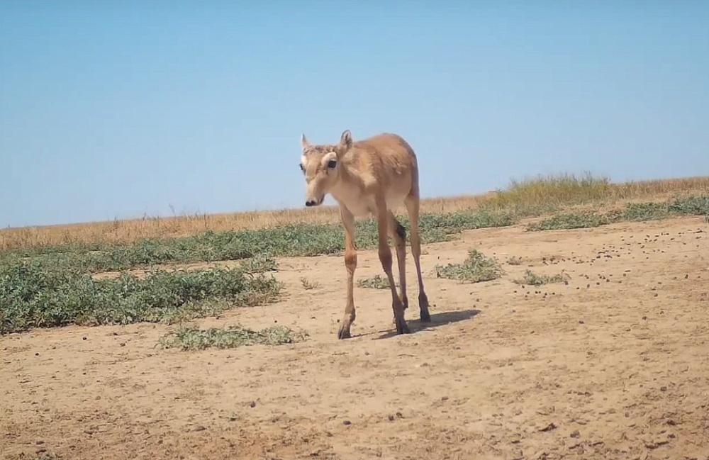 Астрахански заказник поделился видео с «говорящими» сайгачатами