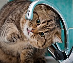 Астраханцам не дали насладиться горячей водой. Ее снова отключили