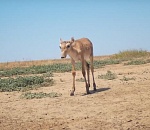 Астрахански заказник поделился видео с «говорящими» сайгачатами
