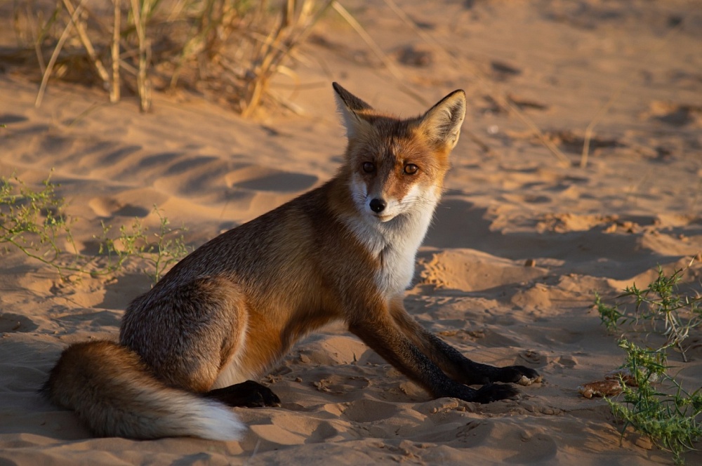 Ручные лисы на бархане Большой брат стали жертвой доверчивости и человеческой жестокости