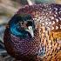 Записки астраханского натуралиста. Обыкновенный фазан