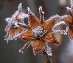 В октябре в Астрахани ожидаются заморозки