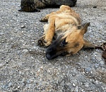 Природоохранная прокуратура: экспертиза по мертвым собакам, обнаруженным на Фунтовском полигоне, пока не готова