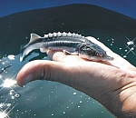 Ученые из Астрахани впервые начали делать генетические анализы осетровым видам рыб