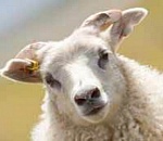 Рамзан Кадыров пришлет астраханским мусульманам полторы тысячи баранов