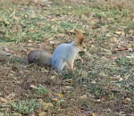 В астраханском парке поселилась белка