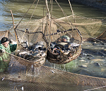 Какая рыба ловится сейчас в сети астраханских рыбаков