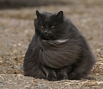 Синоптики обещают астраханцам ветреное воскресенье