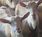 В Астраханской области осудили рабовладельцев