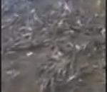 Видео дня: в астраханской реке не помещается рыба 