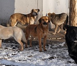 Телефон горячей линии по нападению собак в Астрахани недоступен