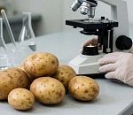 В астраханской картошке выявили полуторное превышение пестицидного препарата