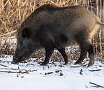 Защитники природы обнаружили в автомобиле астраханцев дикую находку