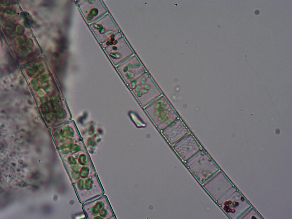 Записки астраханского натуралиста. Почему летом «цветет» вода