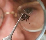 Клещи покусали 555 астраханцев