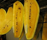 Астраханские фермеры выращивают экзотические арбузы