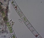 Записки астраханского натуралиста. Почему летом «цветет» вода