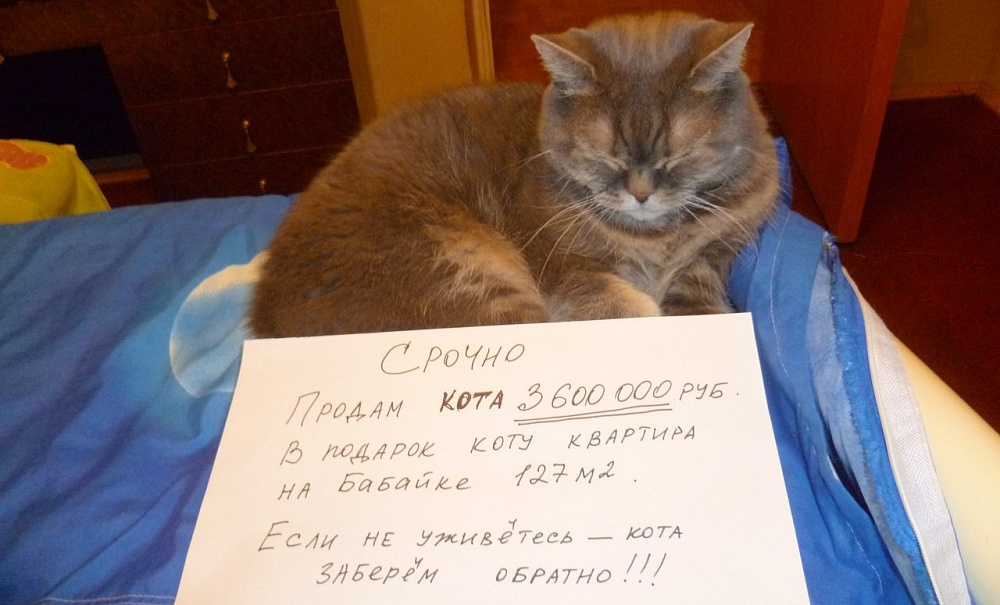В Астрахани продают кота за 3,5 миллиона