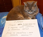 В Астрахани продают кота за 3,5 миллиона