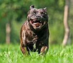 В Астрахани бойцовская собака напала на пенсионерку