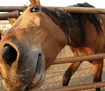 В администрации Астрахани рассказали, где кататься на лошадях законно и безопасно