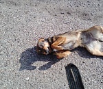 В Астрахани сожгли щенков