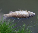 В Астраханской области новый случай замора рыбы