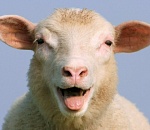 Овцы со всей России съедутся в Астраханскую область 