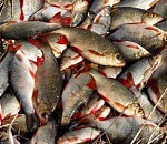 Работники астраханского завода украли более 100 килограммов рыбы 