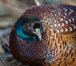 Записки астраханского натуралиста. Полевая дичь – фазан, куропатка и голуби