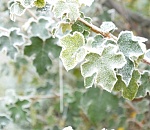 Экстренное предупреждение: в Астраханской области ожидаются заморозки 