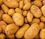 Астраханские аграрии увеличат долю производства картофеля на российском рынке