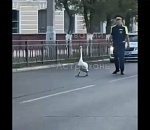 В Астрахани сотрудники полиции ловили очень необычного злостного нарушителя