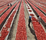 В Астрахань приехали китайские сельхозпроизводители 