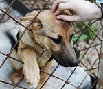 Липецкие чиновники приезжали в Астрахань за опытом по созданию собачьего приюта