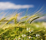 В среду астраханцам обещают сильный ветер и умеренную жару