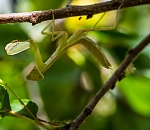 Записки астраханского натуралиста. Новый для региона вид богомолов