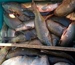 Под Астраханью работники добывающего предприятия крали рыбу из улова