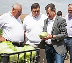  «Белая дача» и «Макдональдс» закупают салат у астраханского фермера