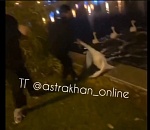 Жестокое обращение с лебедем сняли на видео в Астрахани