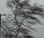 Итоги ветреного понедельника в Астрахани: упало девять деревьев