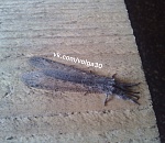 Астраханцы запечатлели непонятное насекомое