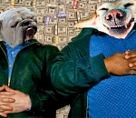 Сколько стоит одна бездомная собака астраханскому бюджету