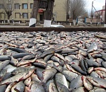 В Астрахани полицейские изъяли у водителя грузовика более девяти тонн рыбы